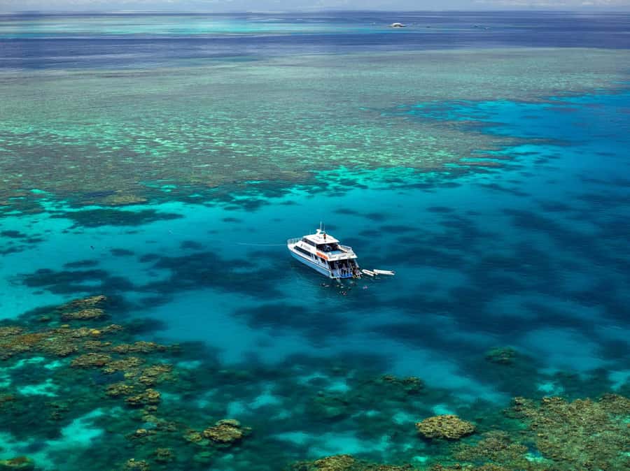 Port Douglas: Poseidon Outer Barrier Reef Dive and Snorkel - Dwarf Minke whales from July through September