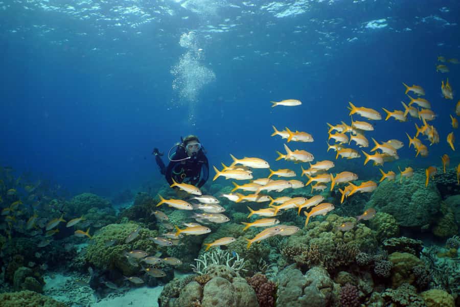 Port Douglas: Poseidon Outer Barrier Reef Dive and Snorkel - Poseidon gives the day a smaller feel