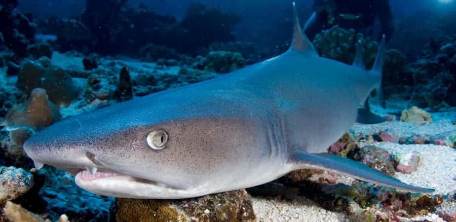 Port Douglas: Premium Outer Reef Dive Trip - Key points to know before booking