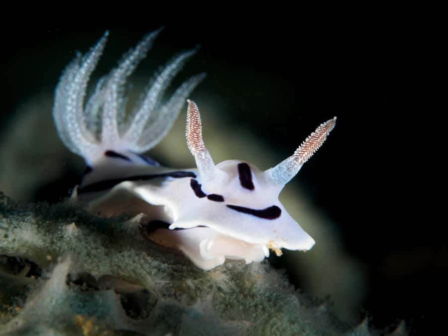 Port Douglas: Premium Outer Reef Dive Trip - Why three Outer Reef sites make this trip worthwhile