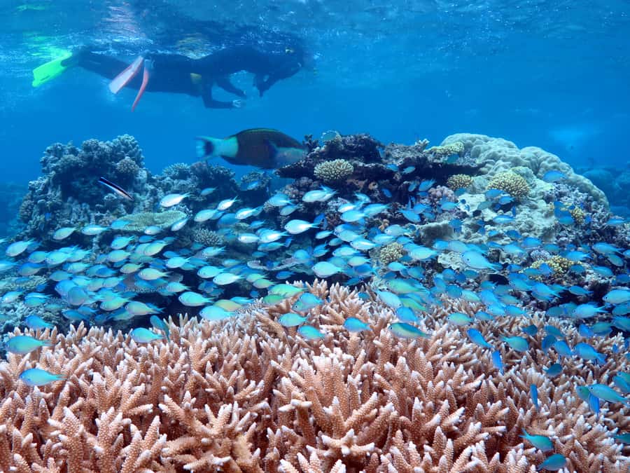Port Douglas: Silversonic Great Barrier Reef Dive & Snorkel - Easy access helps at the waterline