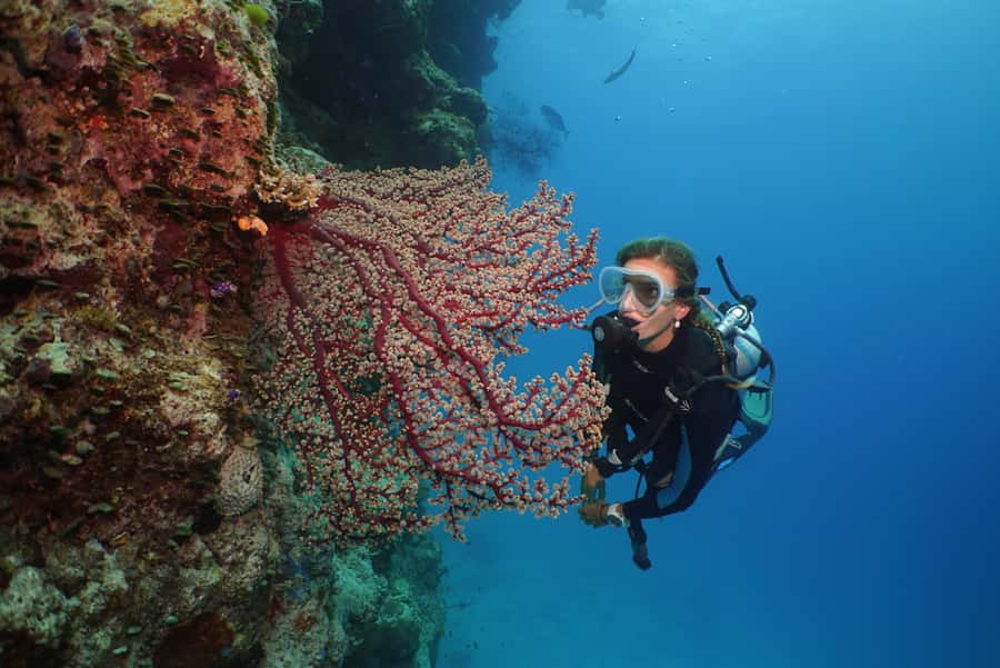Port Douglas: Silversonic Great Barrier Reef Dive & Snorkel - Scuba options for beginners and certified participants