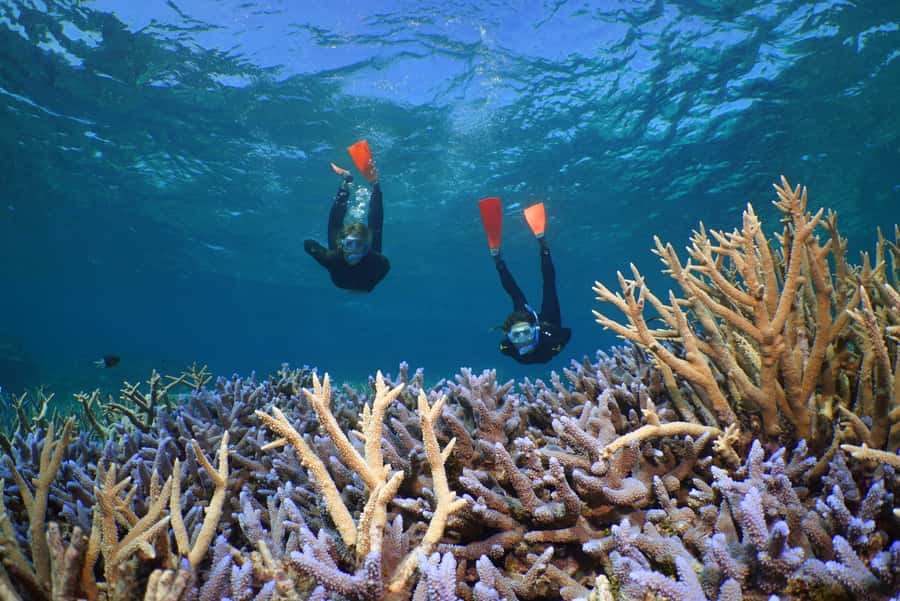 Port Douglas: Silversonic Great Barrier Reef Dive & Snorkel - Price and value at $189