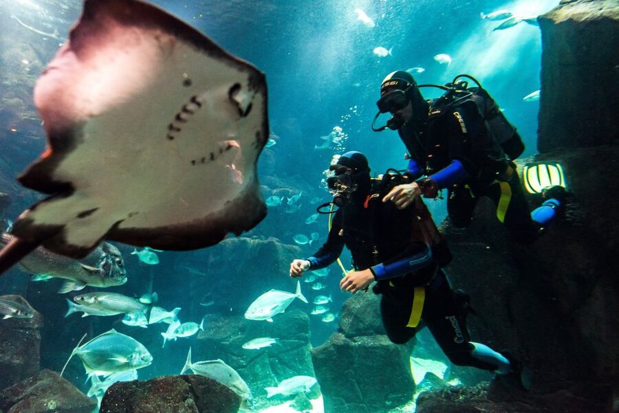 Porto Moniz: Diving with Sharks and Rays in Madeira Aquarium - What this Porto Moniz experience really offers