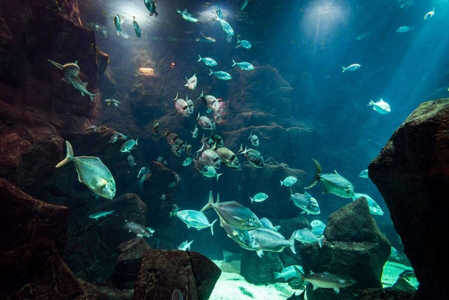 Porto Moniz: Diving with Sharks and Rays in Madeira Aquarium - The aquarium’s technical zone