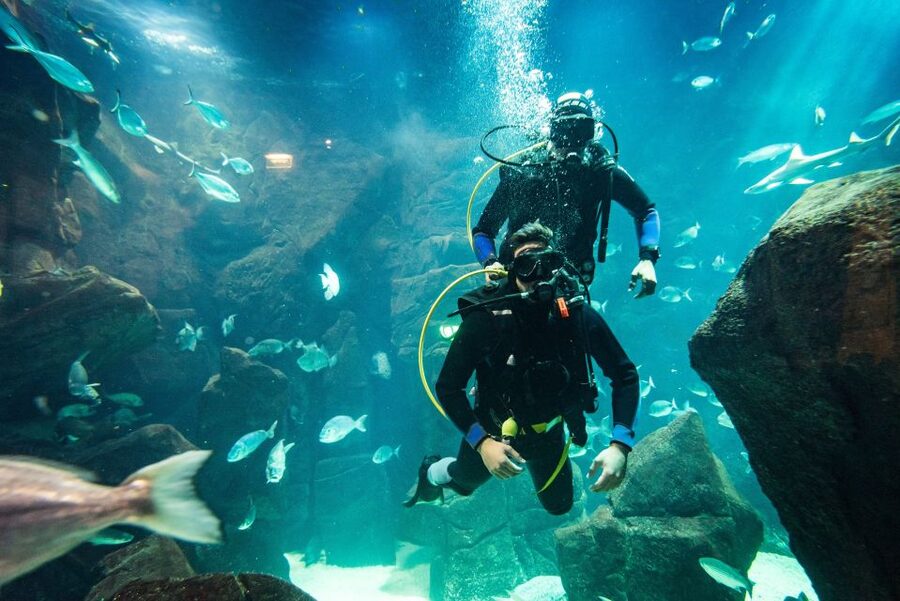 Porto Moniz: Diving with Sharks and Rays in Madeira Aquarium - Who should book this activity?