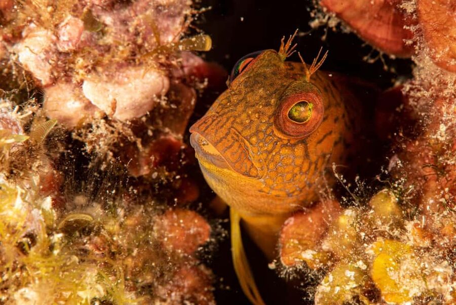 Porto-Vecchio: beginner diving in the Cerbicale Islands in the reserve - Forty minutes of snorkeling and shoreline time