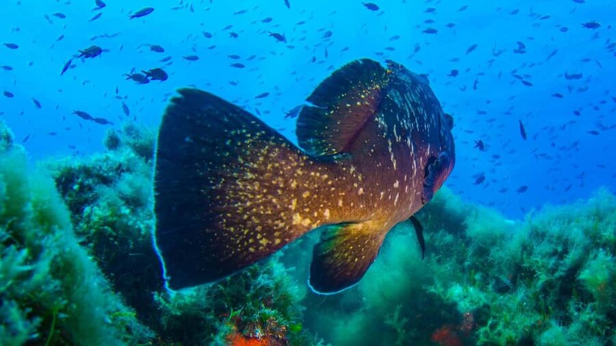 Porto-Vecchio: beginner diving in the Cerbicale Islands in the reserve - What the strongest praise gets right