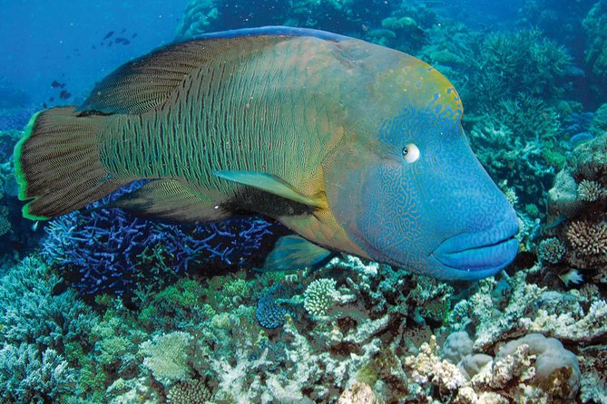 Poseidon Outer Great Barrier Reef Snorkeling and Diving Cruise from Port Douglas - Snorkeling with a marine biologist
