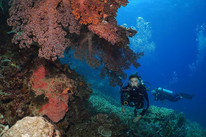 Poseidon Outer Great Barrier Reef Snorkeling and Diving Cruise from Port Douglas - Who should book this Port Douglas reef cruise?