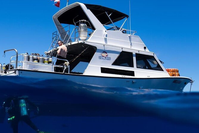 Premium Afternoon Scuba Charter for All Certified Diver Levels - Key points at a glance