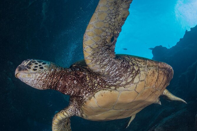 Premium Afternoon Scuba Charter for All Certified Diver Levels - What you may see beneath Kauai