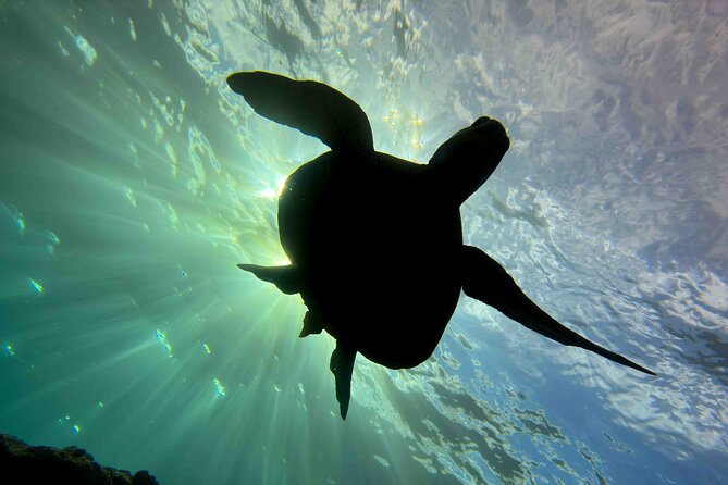 Premium Afternoon Scuba Charter for All Certified Diver Levels - Is $259.11 a fair price?