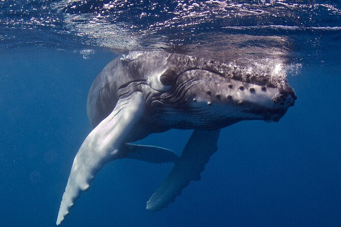Premium Afternoon Scuba Charter for All Certified Diver Levels - Who should book this experience?