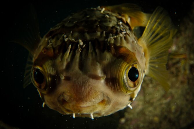 Private Beginner Scuba Diving Experience in Cabo San Lucas - Exploring near El Arco