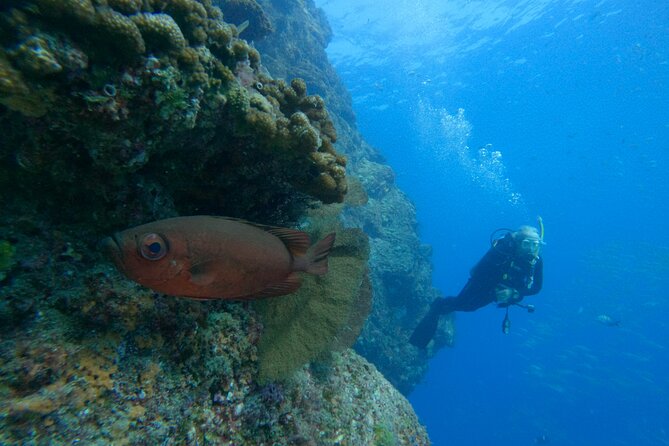 Private Beginner Scuba Diving Experience in Cabo San Lucas - Why a private instructor matters for beginners