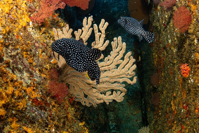 Private Beginner Scuba Diving Experience in Cabo San Lucas - The price and what you receive for $175