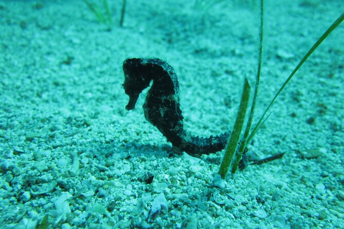 Private Discovery Dive + Photos & Videos - Starting at Poseidon Dive Centre