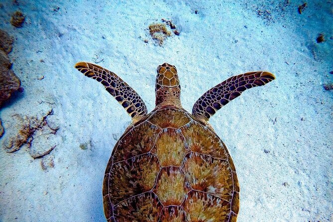 Private Dive at Shipwreck + Beautiful Reef Spot(Certified divers) - Key points to know before booking