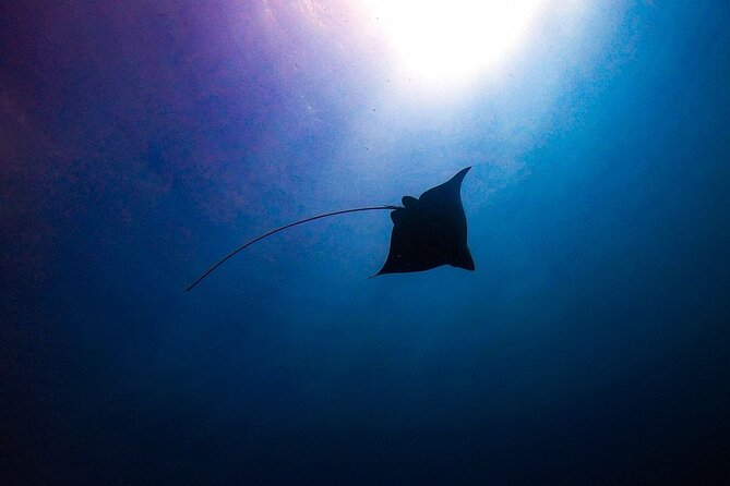 Private Dive at Shipwreck + Beautiful Reef Spot(Certified divers) - A private way to see Aruba below the surface