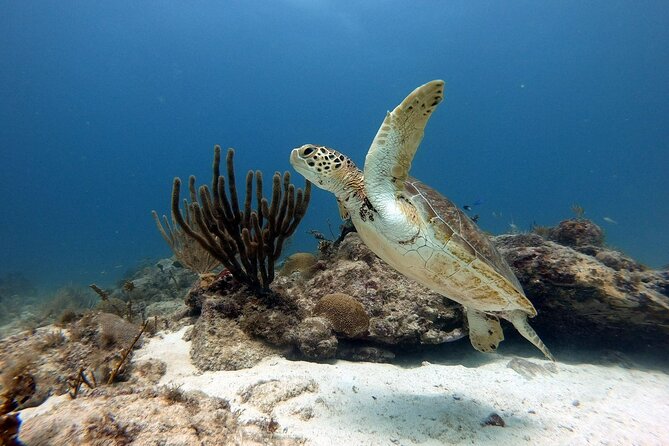 Private Dive at Shipwreck + Beautiful Reef Spot(Certified divers) - Looking for the shipwreck