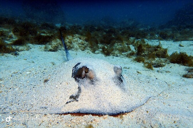 Private Dive at Shipwreck + Beautiful Reef Spot(Certified divers) - A slower pace for certified divers