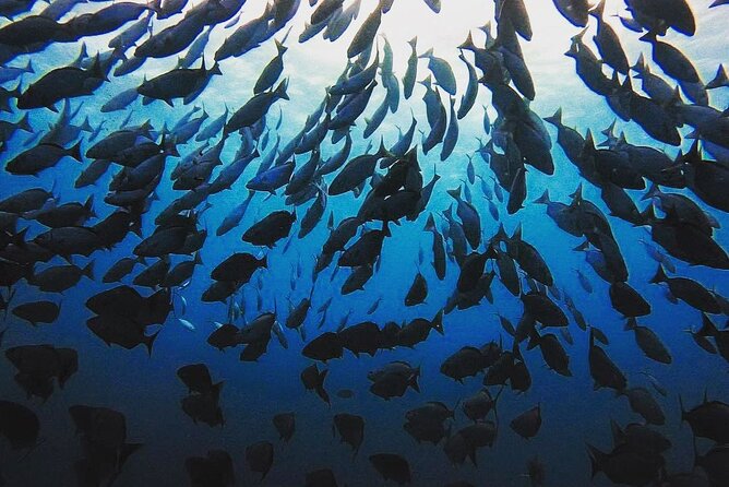 Private Dive at Shipwreck + Beautiful Reef Spot(Certified divers) - Photos, turtles, and the value of a personal guide