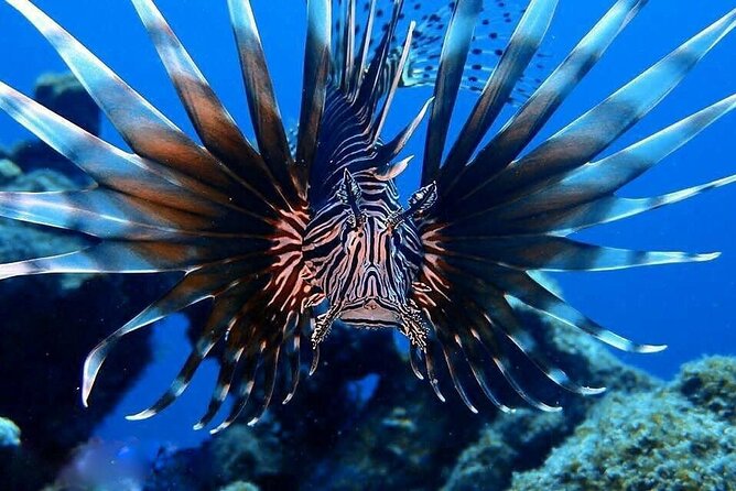 Private Dive at Shipwreck + Beautiful Reef Spot(Certified divers) - What happens after you surface