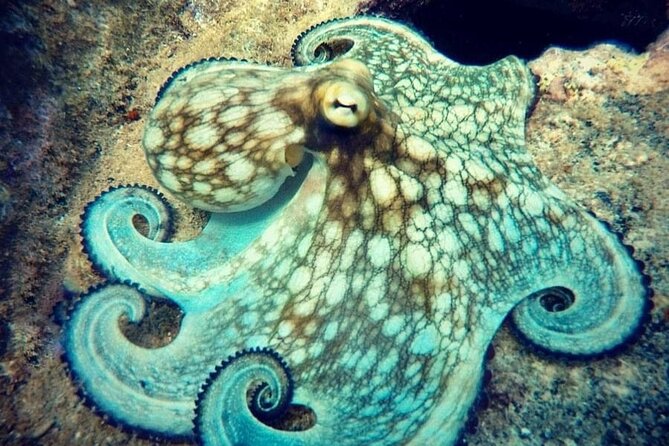Private Dive at Shipwreck + Beautiful Reef Spot(Certified divers) - Is $104 per person a fair price?