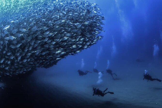 Private Dive Boat for Certified Divers - Cabo San Lucas - A Short Run From Cabo’s Marina