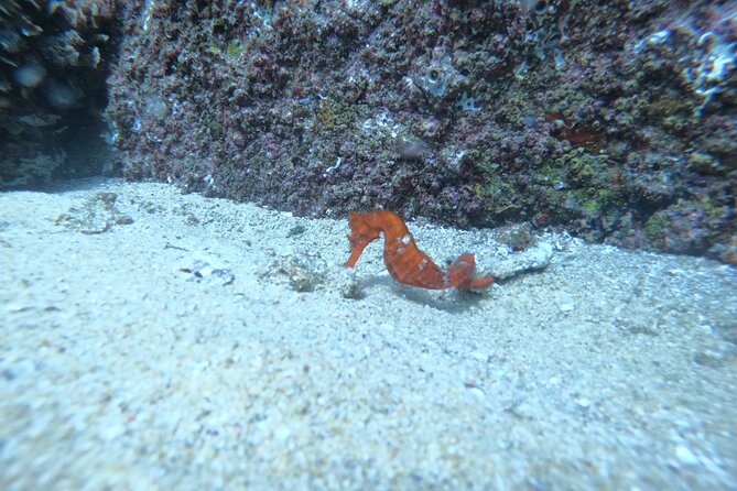 Private Dive Boat for Certified Divers - Cabo San Lucas - The Second Site and Underwater Photos