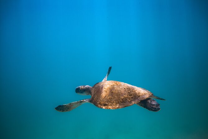 Private Dive Boat for Certified Divers - Cabo San Lucas - Service That Goes Beyond the Boat