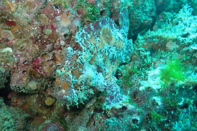 Private Dive Boat for Certified Divers - Cabo San Lucas - Who Should Book This Outing?