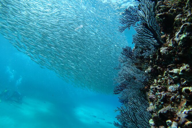 Private Dive Boat for Certified Divers - Cabo San Lucas - Booking, Weather, and Cancellation Details