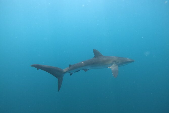 Private Dive Boat for Certified Divers - Cabo San Lucas - The Arch and the Surface Interval