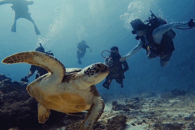 Private Dive + videographer/Photographer (Certified divers only) - Key points to know before booking
