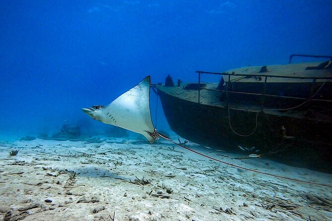 Private Dive + videographer/Photographer (Certified divers only) - Starting at Mangal Hato Pos Chiquito Beach Park