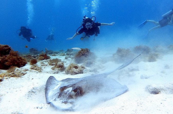 Private Dive + videographer/Photographer (Certified divers only) - What the underwater session feels like