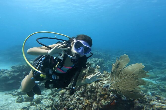 Private Dive + videographer/Photographer (Certified divers only) - The photographer’s role underwater