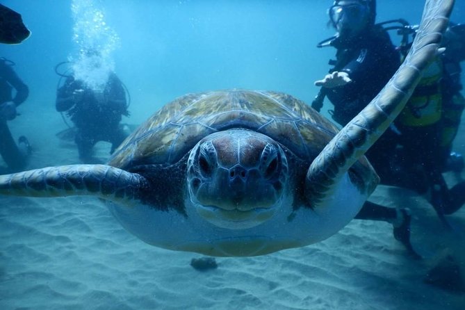 Private Diving at Zenobia Wreck in Larnaka - What the day may feel like