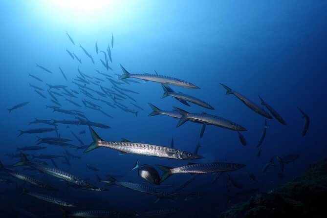 Private diving baptism in the Golf of Calvi - Starting at Sea Horse Diving Calvi in the marina