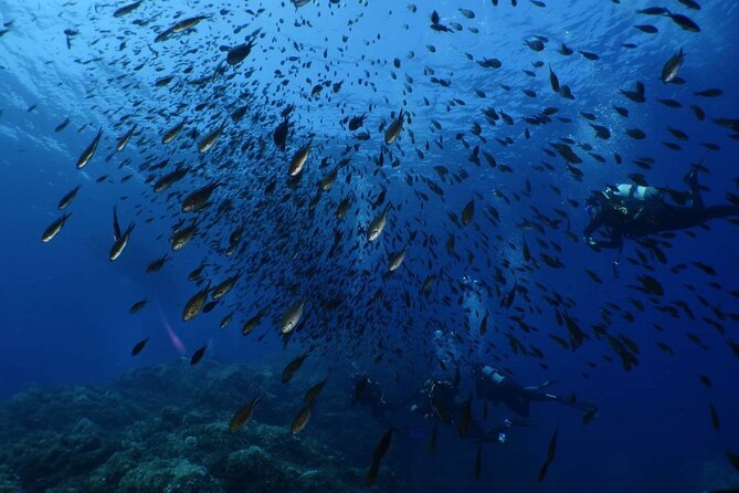 Private diving baptism in the Golf of Calvi - Reaching a maximum depth of 6 meters