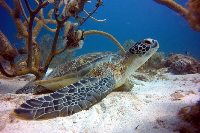 Private First-Time Dive on Aruba’s Reef and Wreck Site - Starting at Mangal Hato Pos Chiquito Beach Park