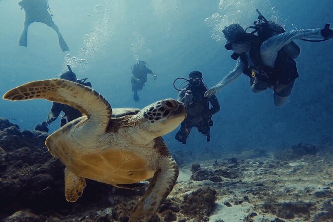 Private First-Time Dive on Aruba’s Reef and Wreck Site - Shallow water practice before the real session
