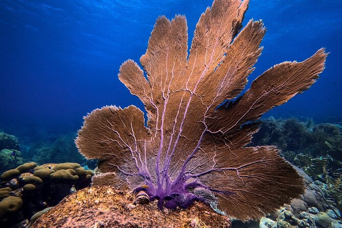 Private First-Time Dive on Aruba’s Reef and Wreck Site - How the private format changes the value