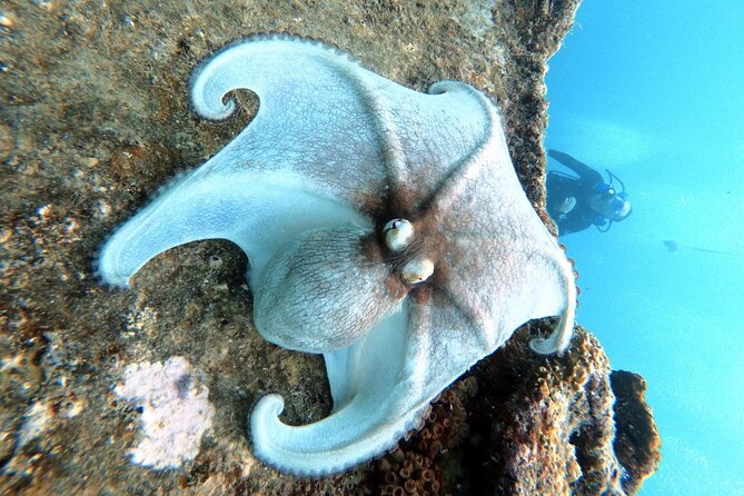 Private First-Time Dive on Aruba’s Reef and Wreck Site - The 20-minute land lesson