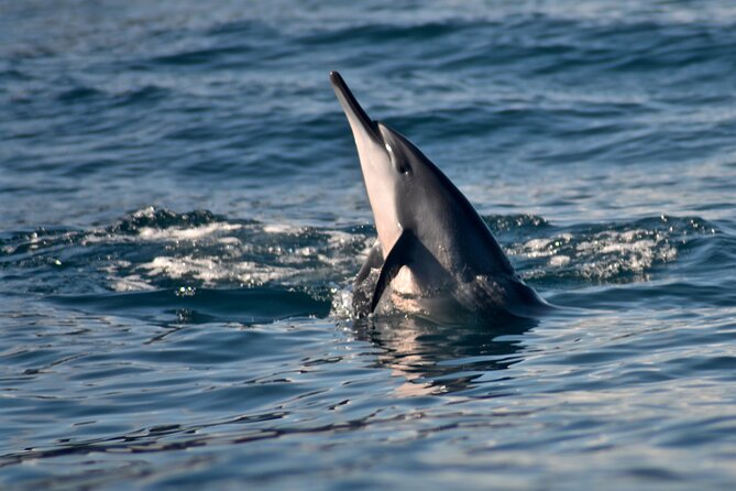 Private Niihau Scuba Charter with 2 or 3 Tank Dive Option - Two or three underwater sessions around Niihau