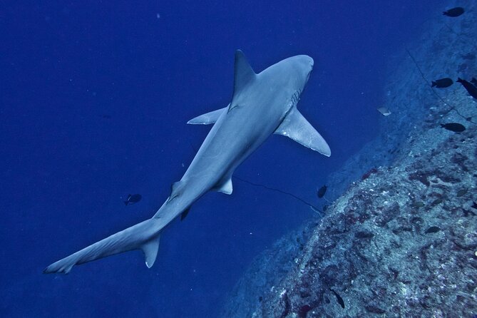 Private Niihau Scuba Charter with 2 or 3 Tank Dive Option - Choosing between two and three tanks