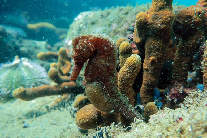 Private Program for Accredited Diver in Búzios - Who should book this experience?