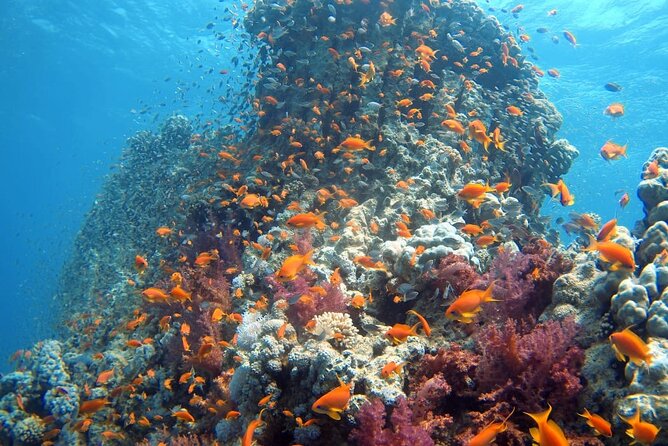 Private Scuba Diving Adventure in the Red Sea of Aqaba - Meeting Aqaba Pro Divers at the shore